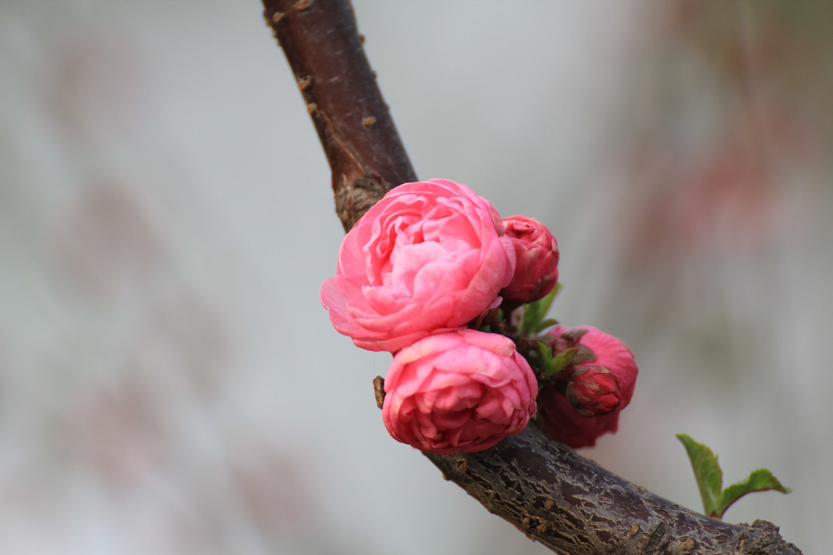 #ZOL月赛-春暖花开#春临龙潭