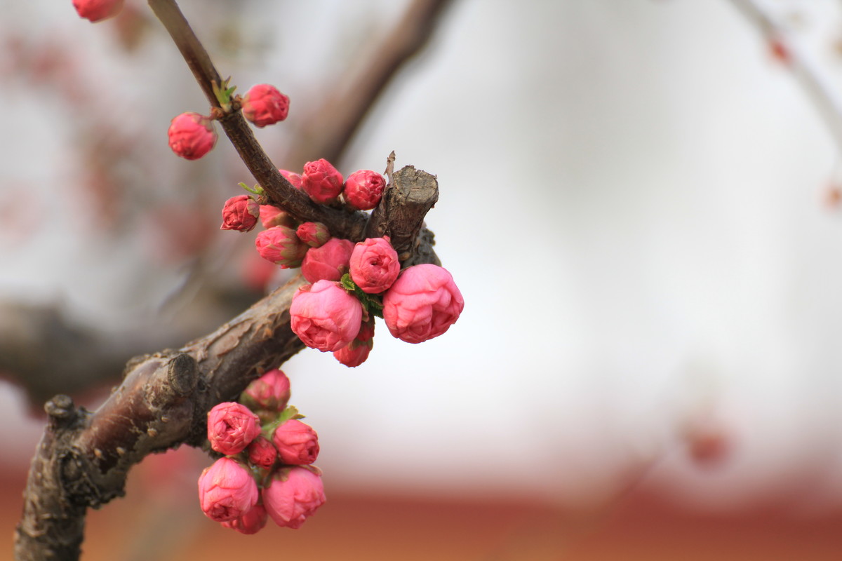 #ZOL月赛-春暖花开#春临龙潭