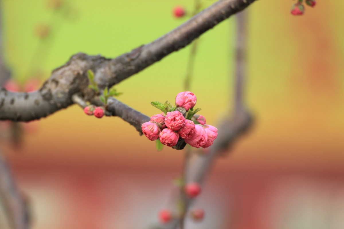 #ZOL月赛-春暖花开#春临龙潭