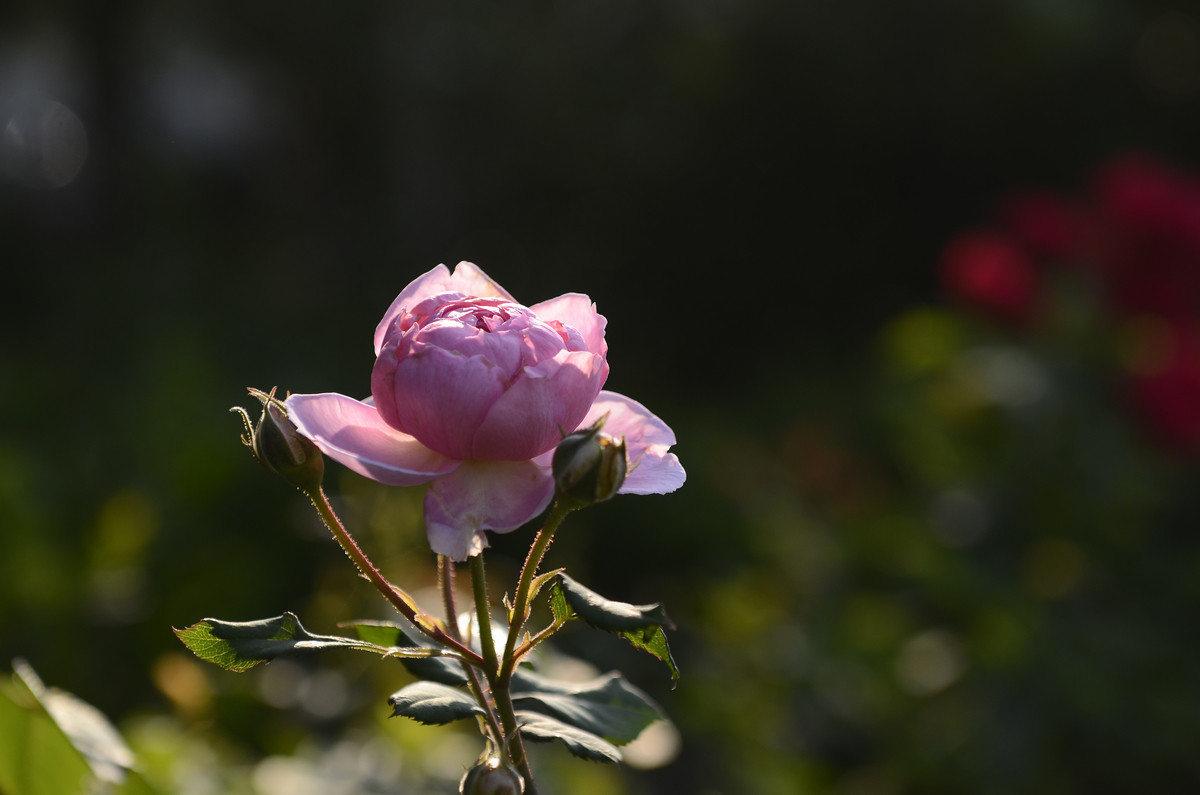月季花