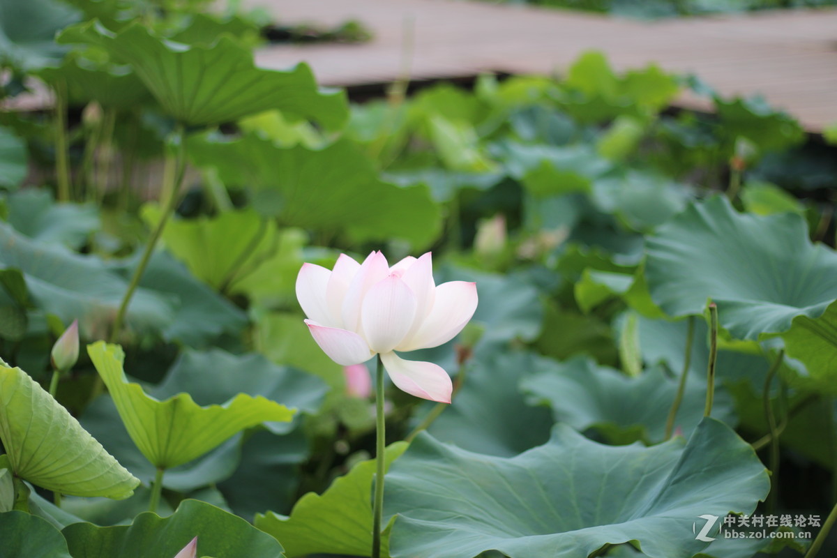 五洲湖畔