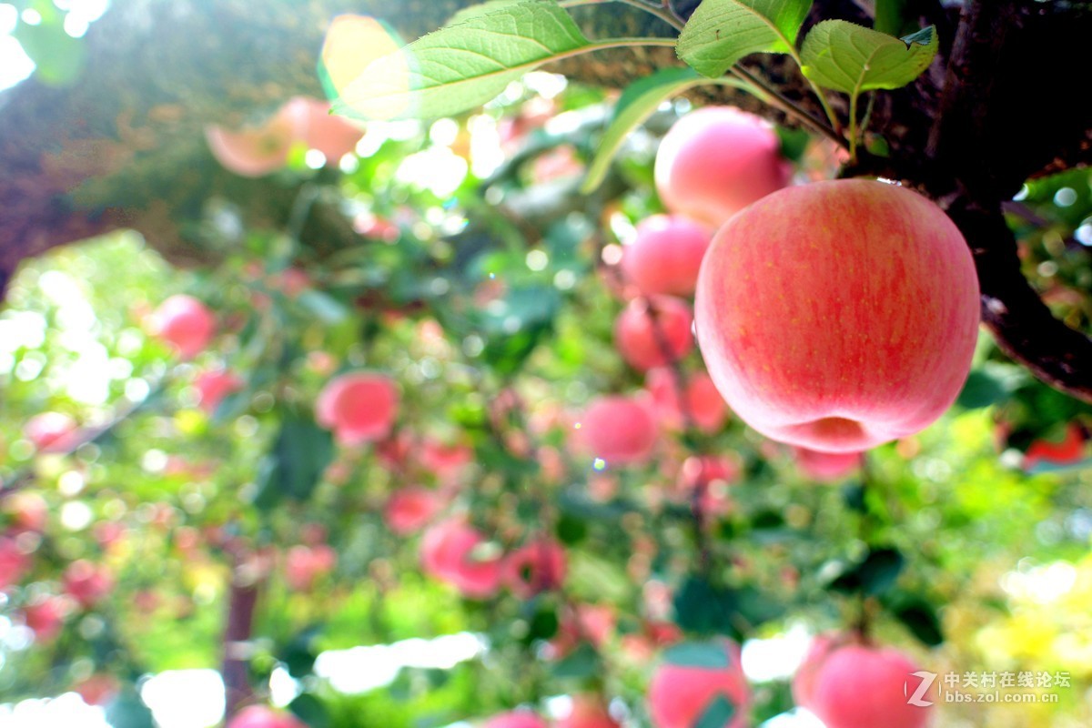 苹果熟了
