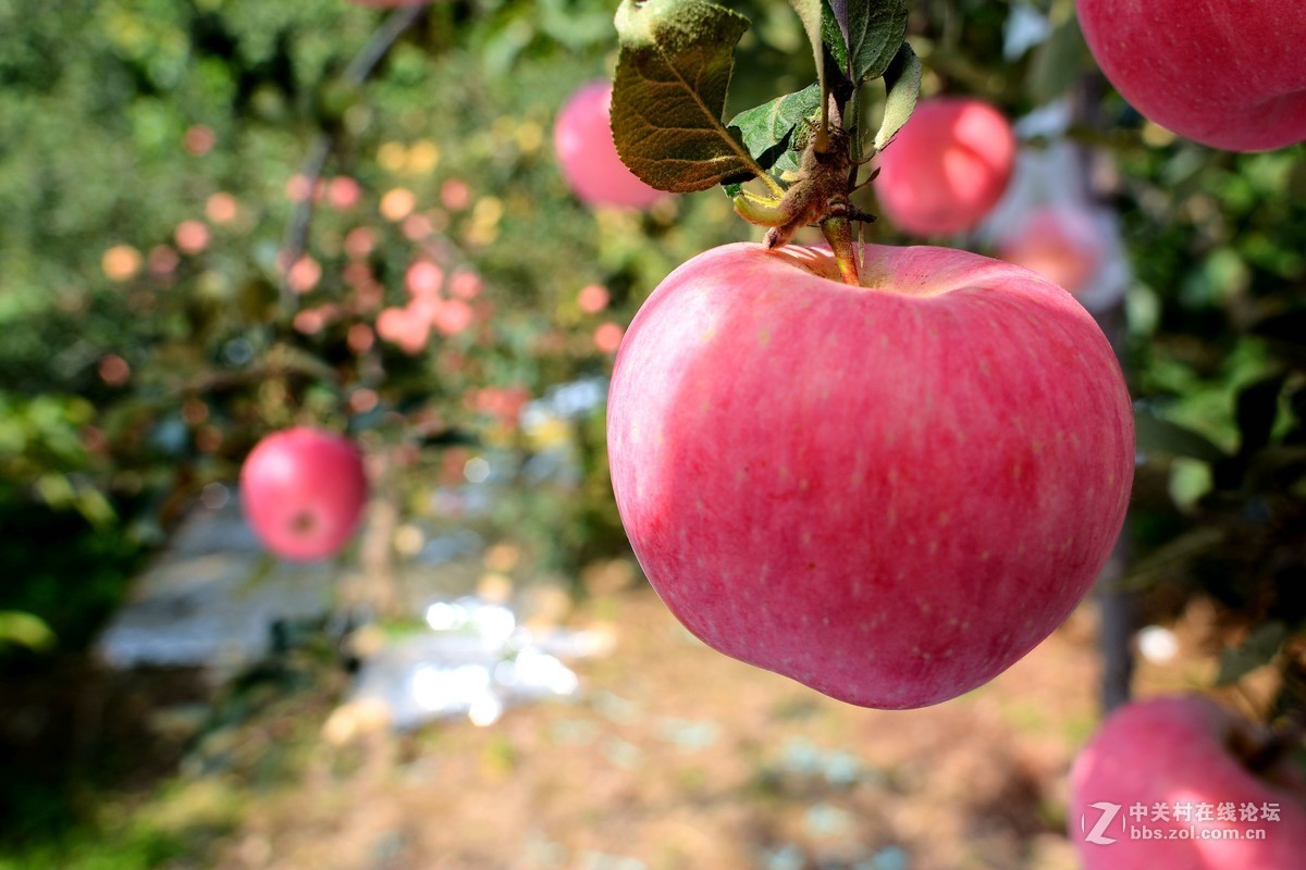 苹果熟了
