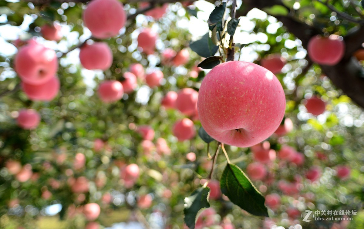 苹果熟了