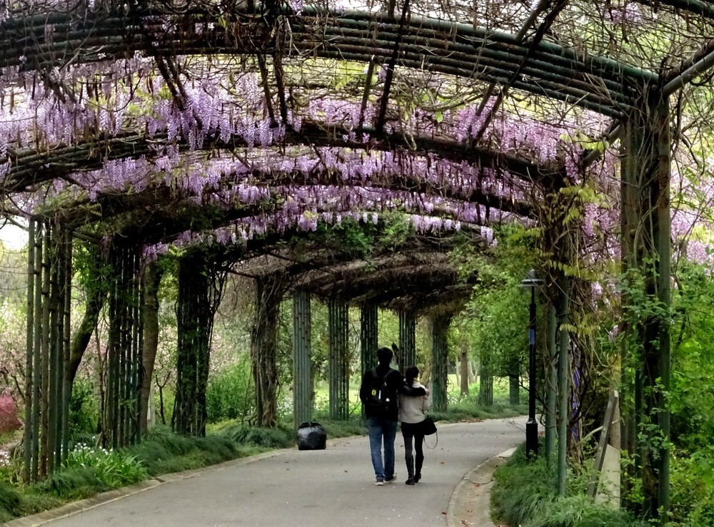 渤公岛盛开的紫藤花