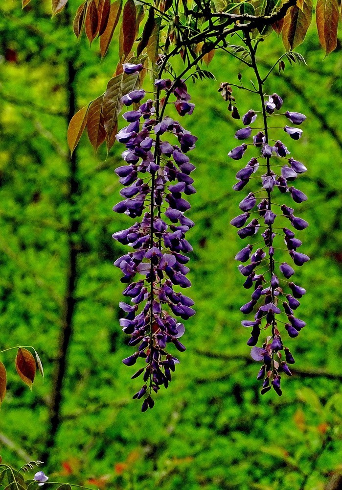 渤公岛盛开的紫藤花