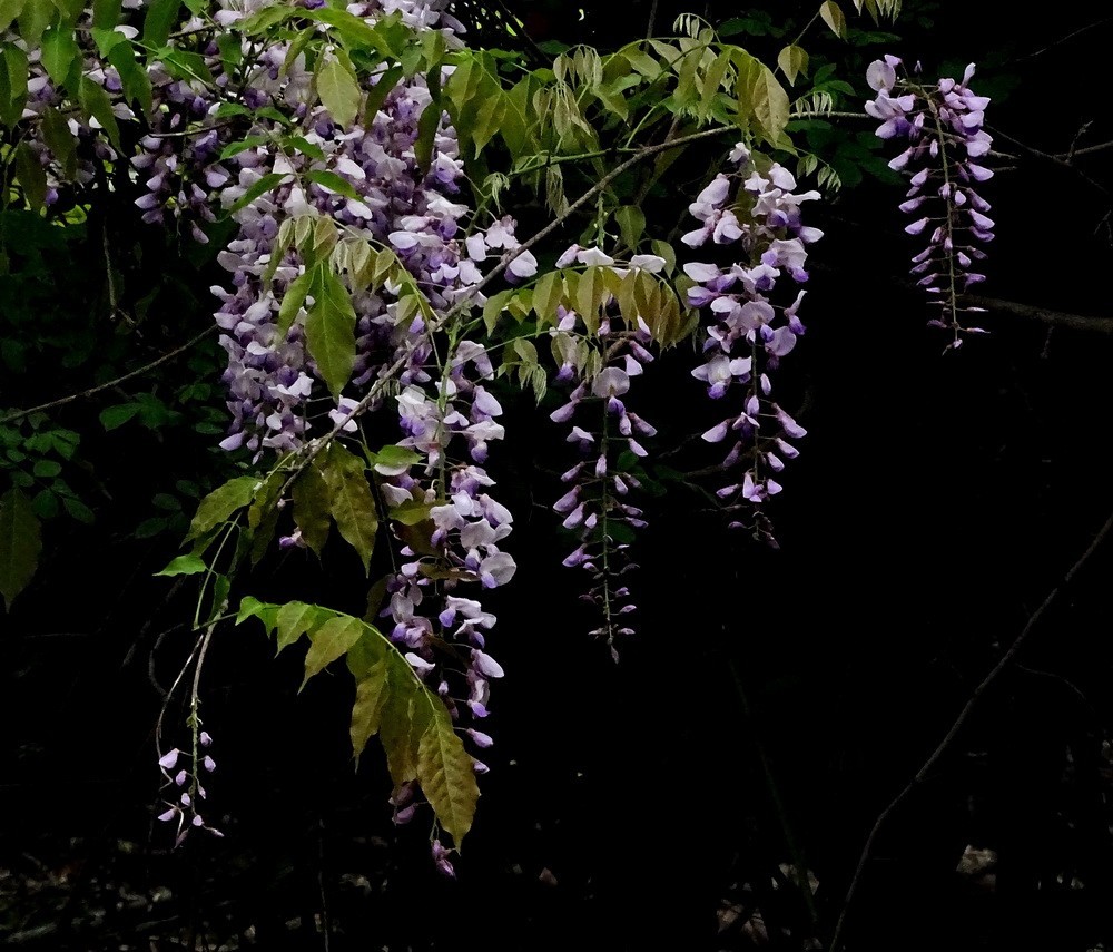 渤公岛盛开的紫藤花