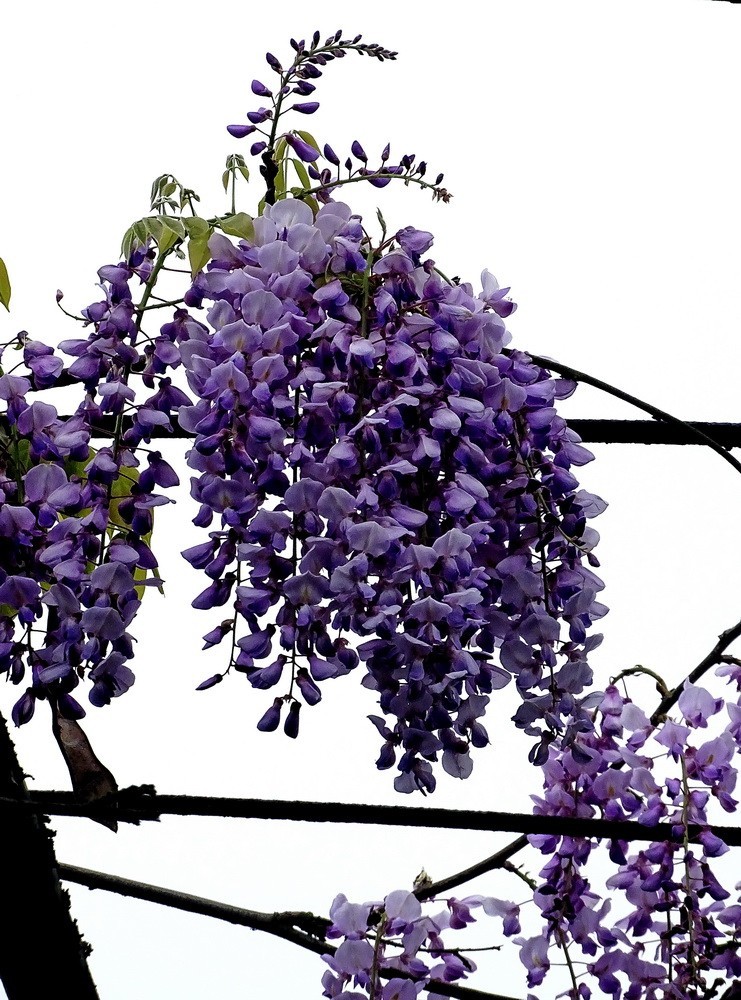 渤公岛盛开的紫藤花