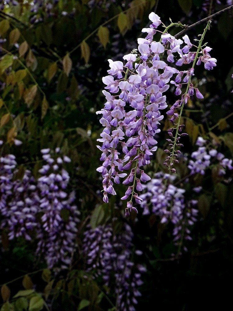 渤公岛盛开的紫藤花