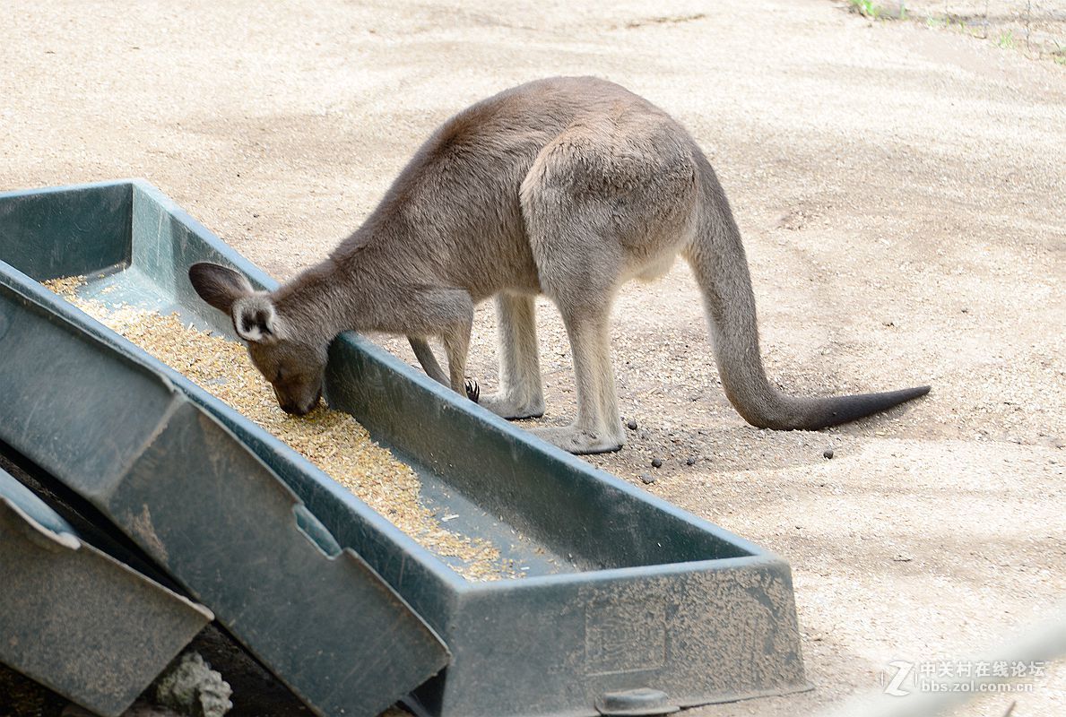 澳洲游之51布里斯班天堂农庄袋鼠图片去长沙论坛学习