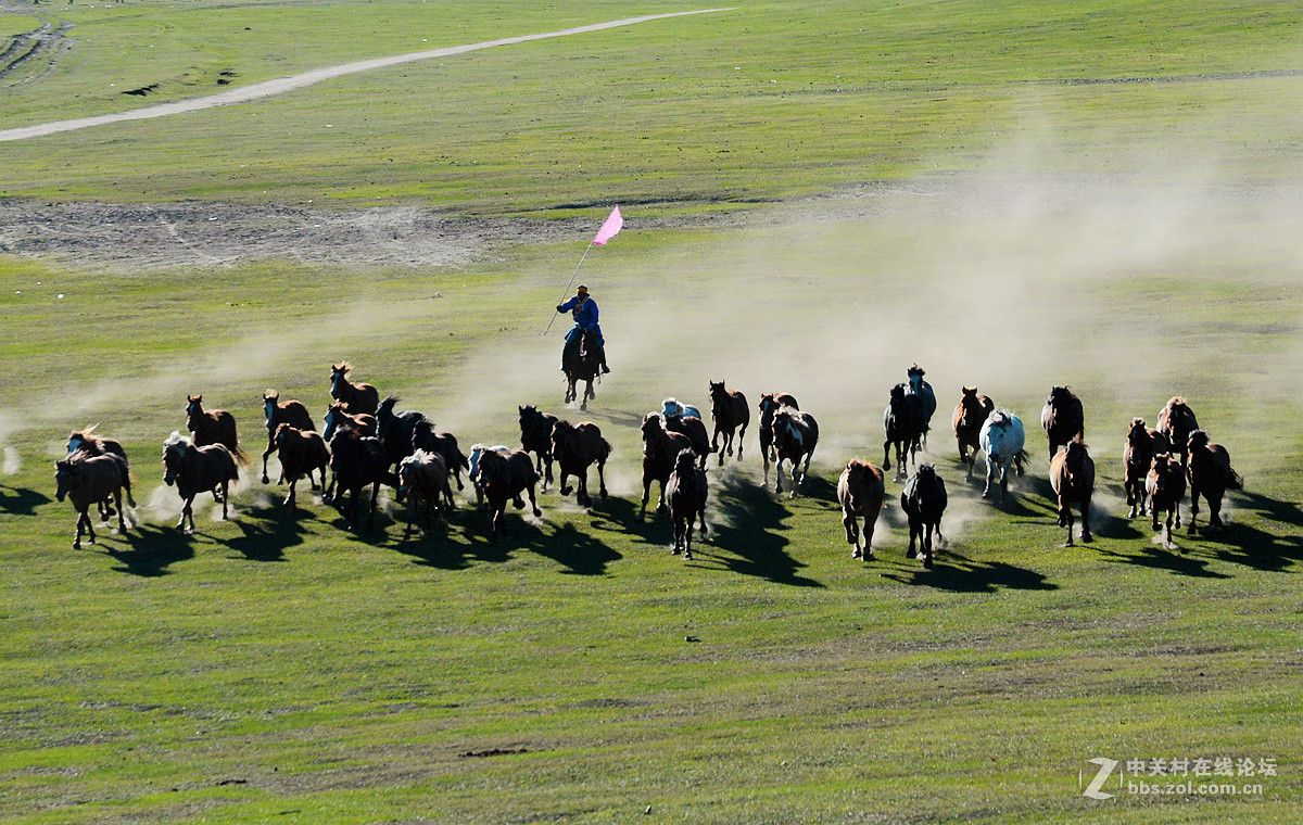2015金秋乌兰布统摄影采风《群马奔驰》