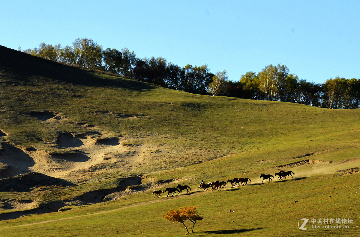 2015金秋乌兰布统摄影采风《群马奔驰》
