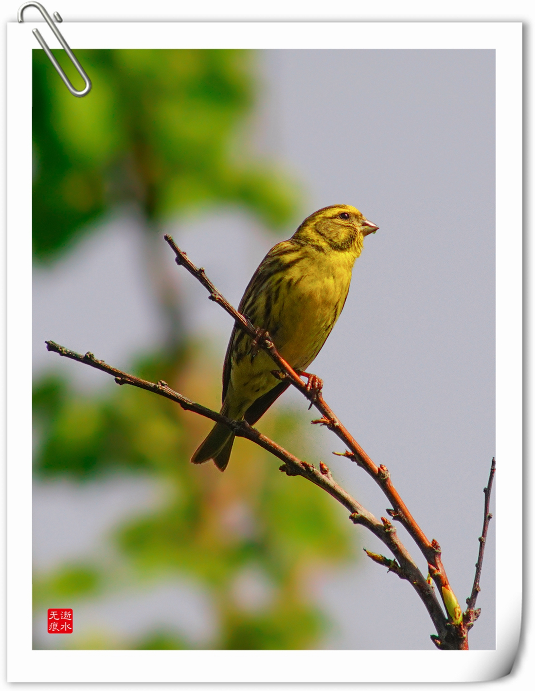 一只黄鸟