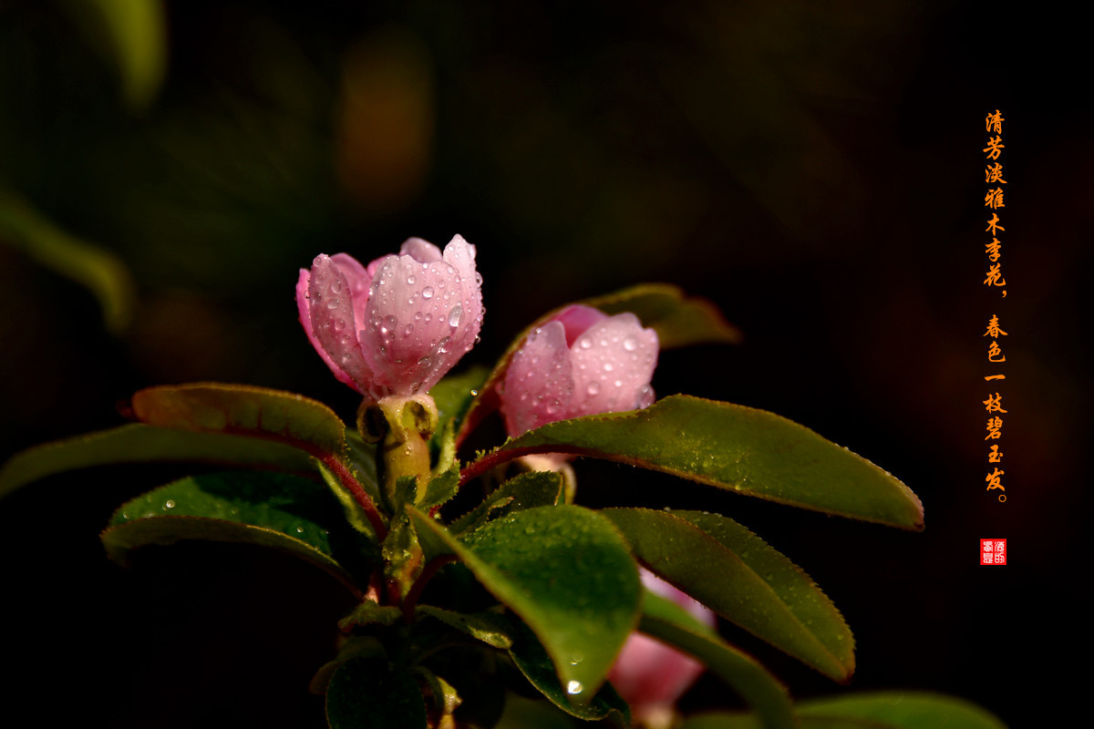 清芳淡雅木李花春色一枝碧玉发