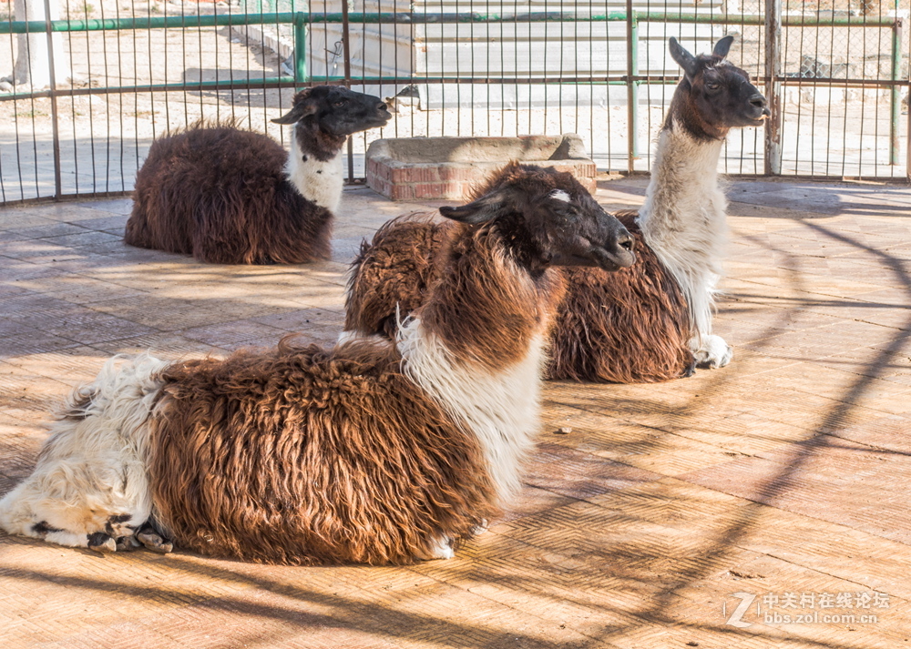 埃及的高速路服务区