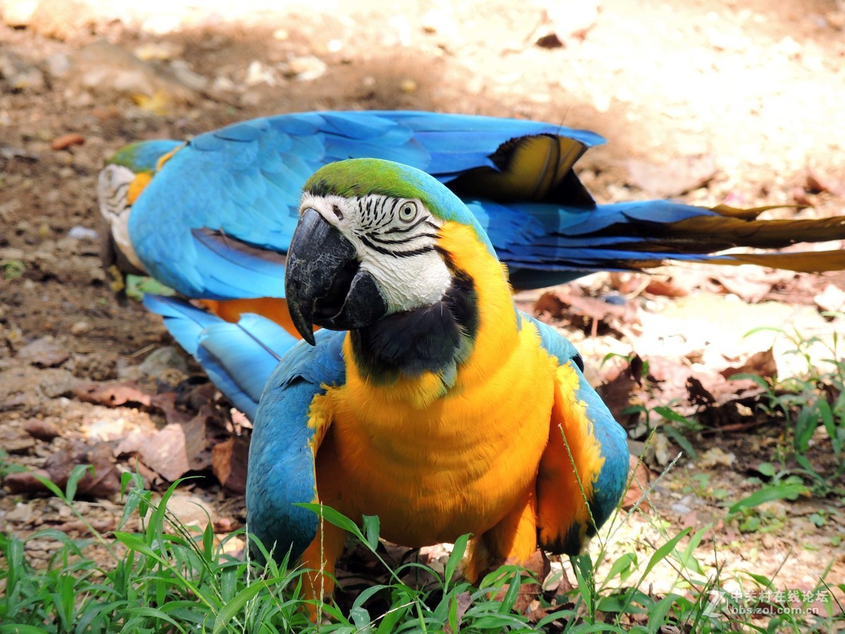 动物园的飞禽特写