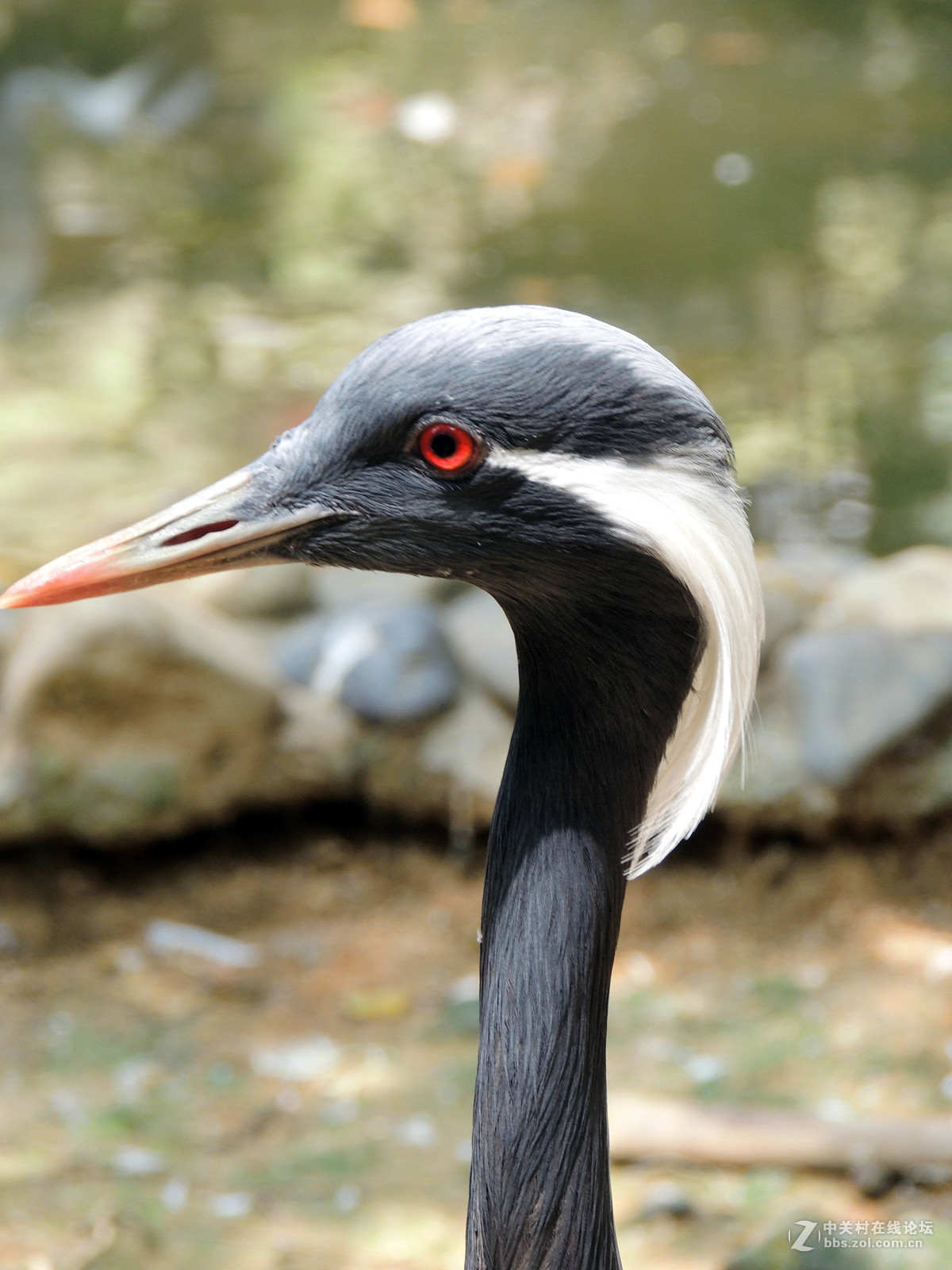动物园的飞禽特写
