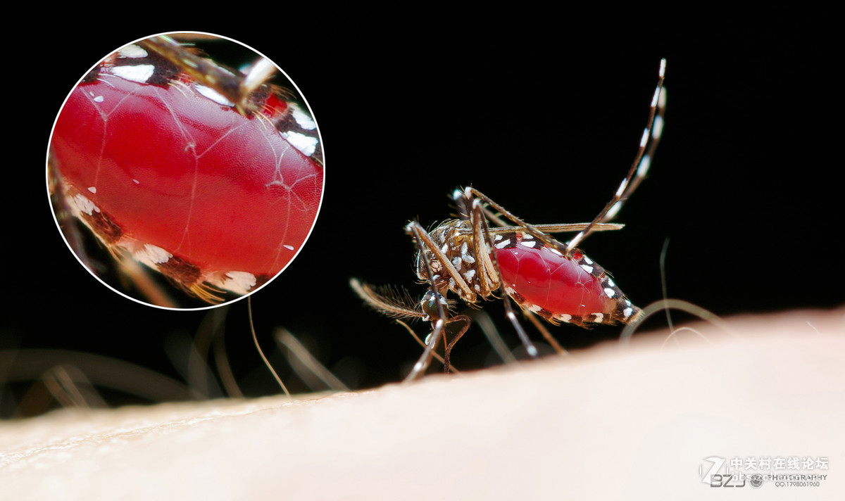 几张深圳的花蚊子登革热