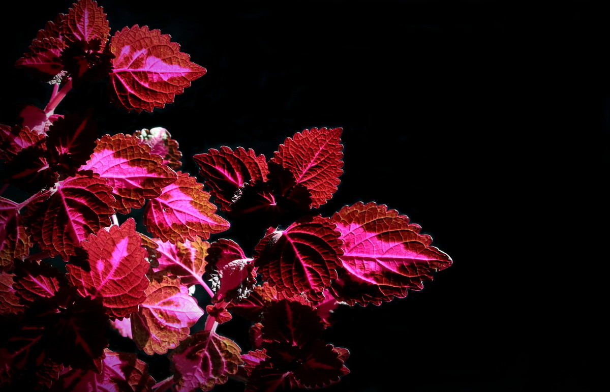 不知何名的花、草、叶？---敬谢青柳老师查证为‘彩叶草’