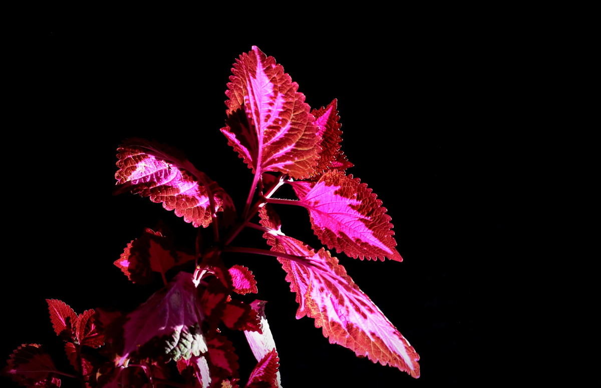 不知何名的花、草、叶？---敬谢青柳老师查证为‘彩叶草’