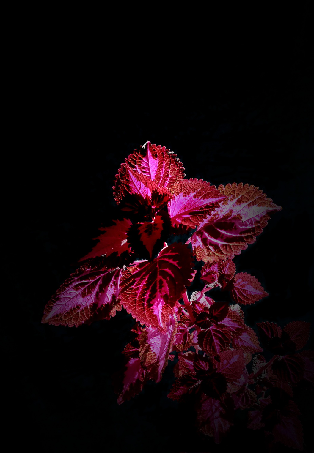 不知何名的花、草、叶？---敬谢青柳老师查证为‘彩叶草’