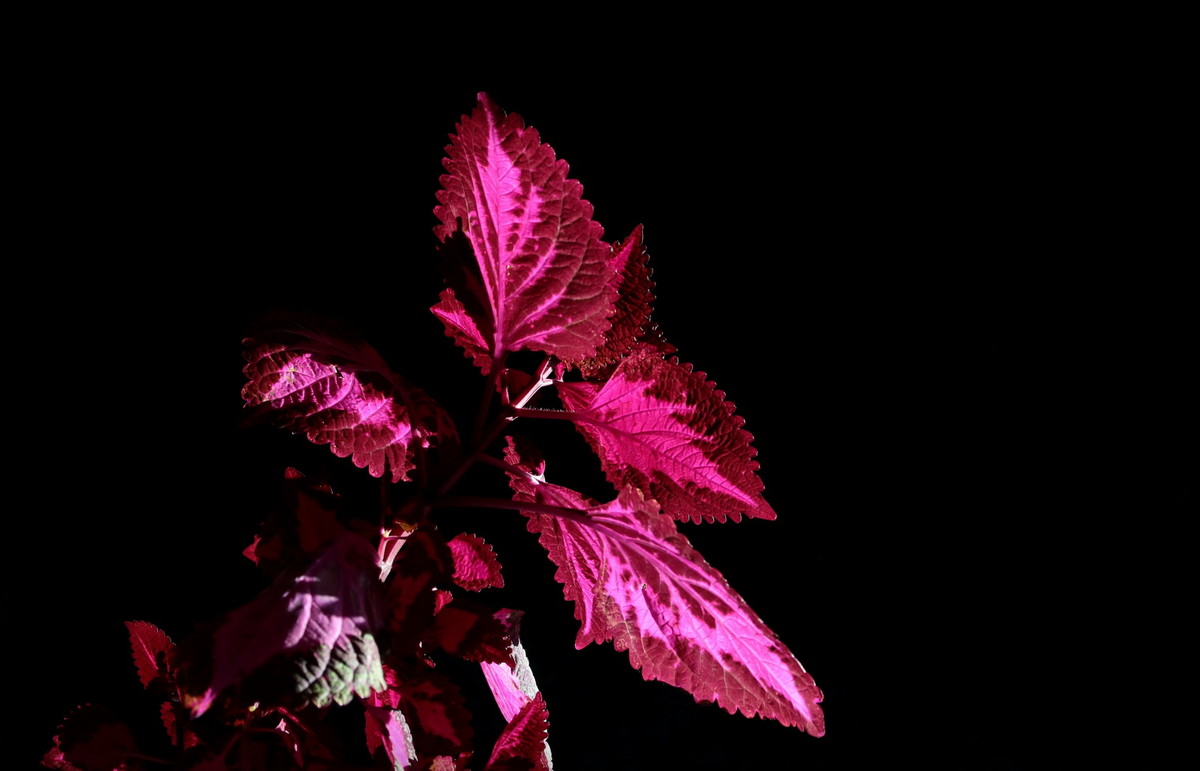 不知何名的花、草、叶？---敬谢青柳老师查证为‘彩叶草’