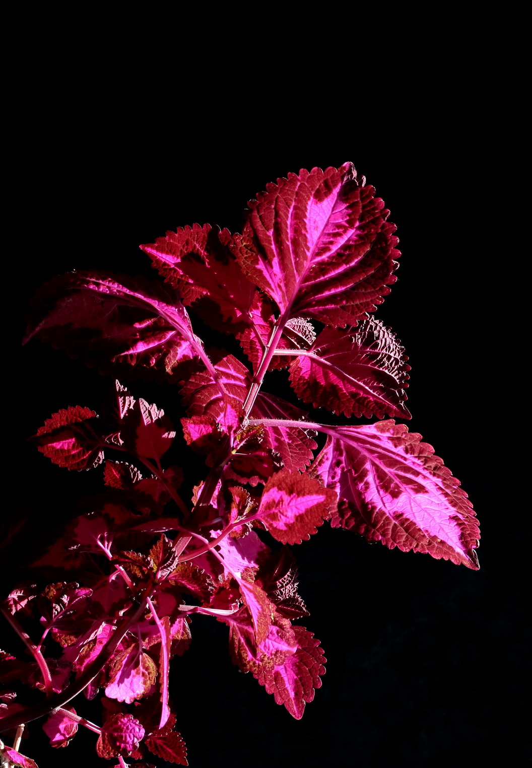 不知何名的花、草、叶？---敬谢青柳老师查证为‘彩叶草’