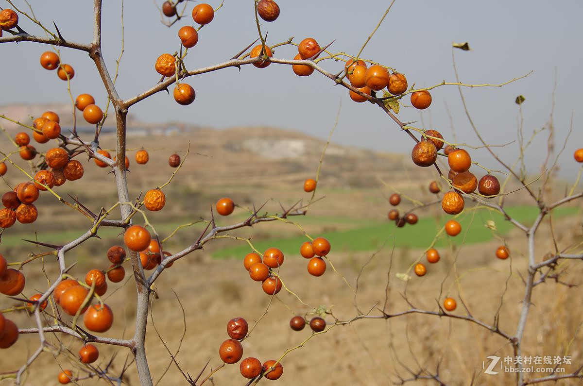 『酸枣』123...7P