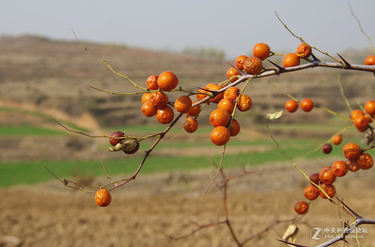 『酸枣』123...7P