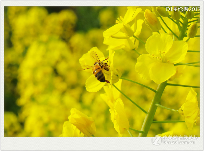 卡片轉m3新手試機四川廣安城北河邊油菜花