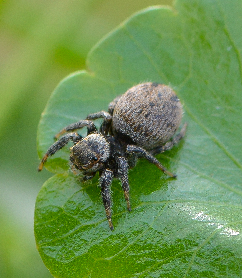 黄豆大小的小跳蛛