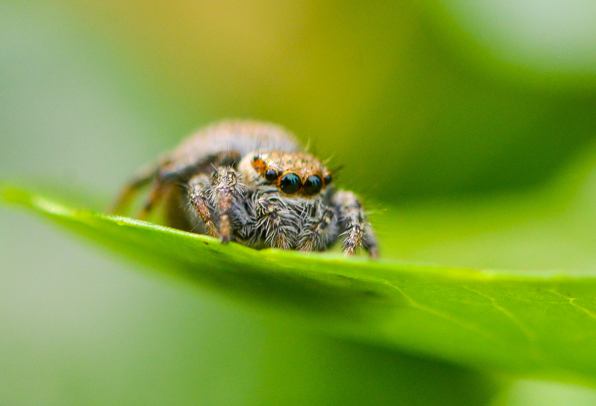 黄豆大小的小跳蛛