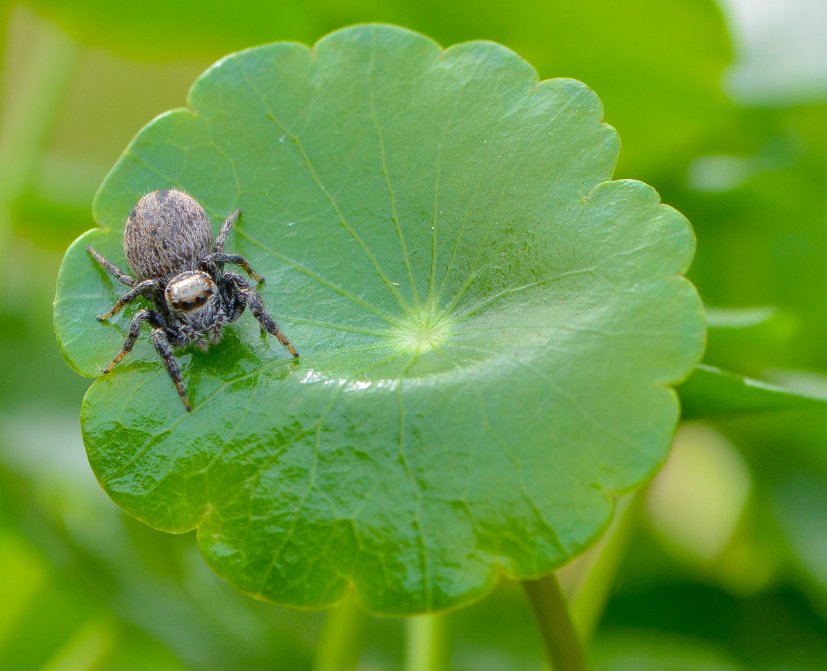 黄豆大小的小跳蛛