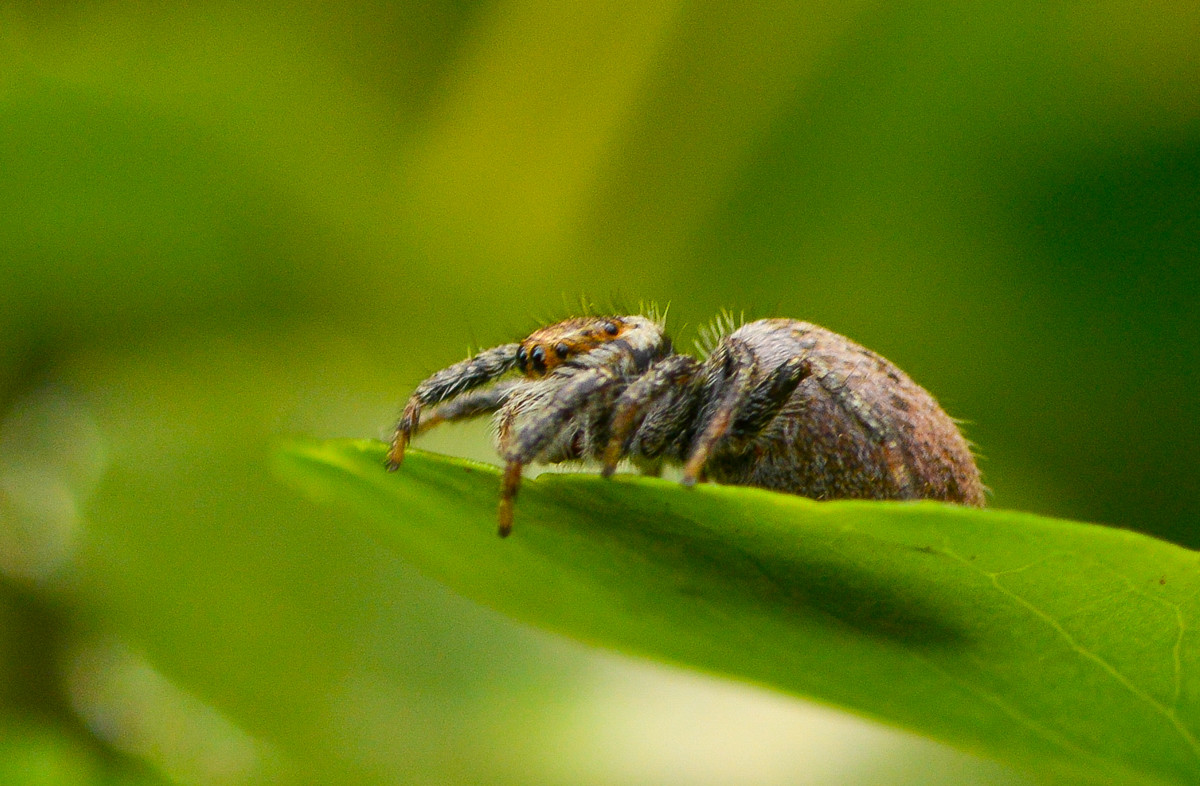 黄豆大小的小跳蛛