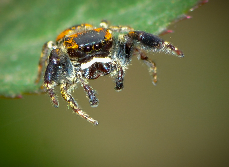 黄豆大小的小跳蛛