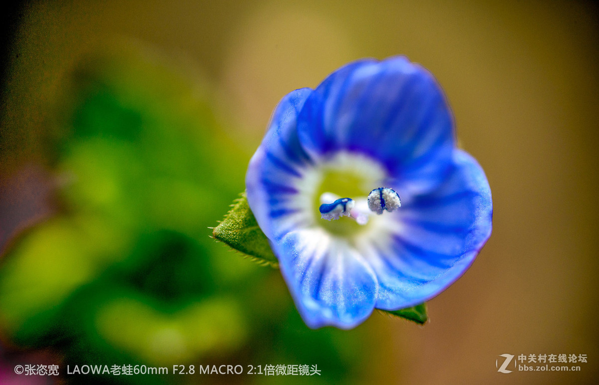 微距镜头下的各类花朵