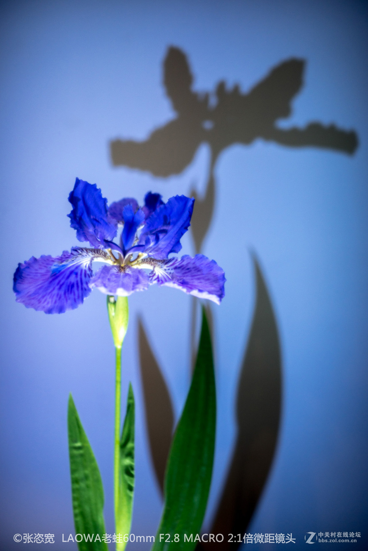 微距镜头下的各类花朵