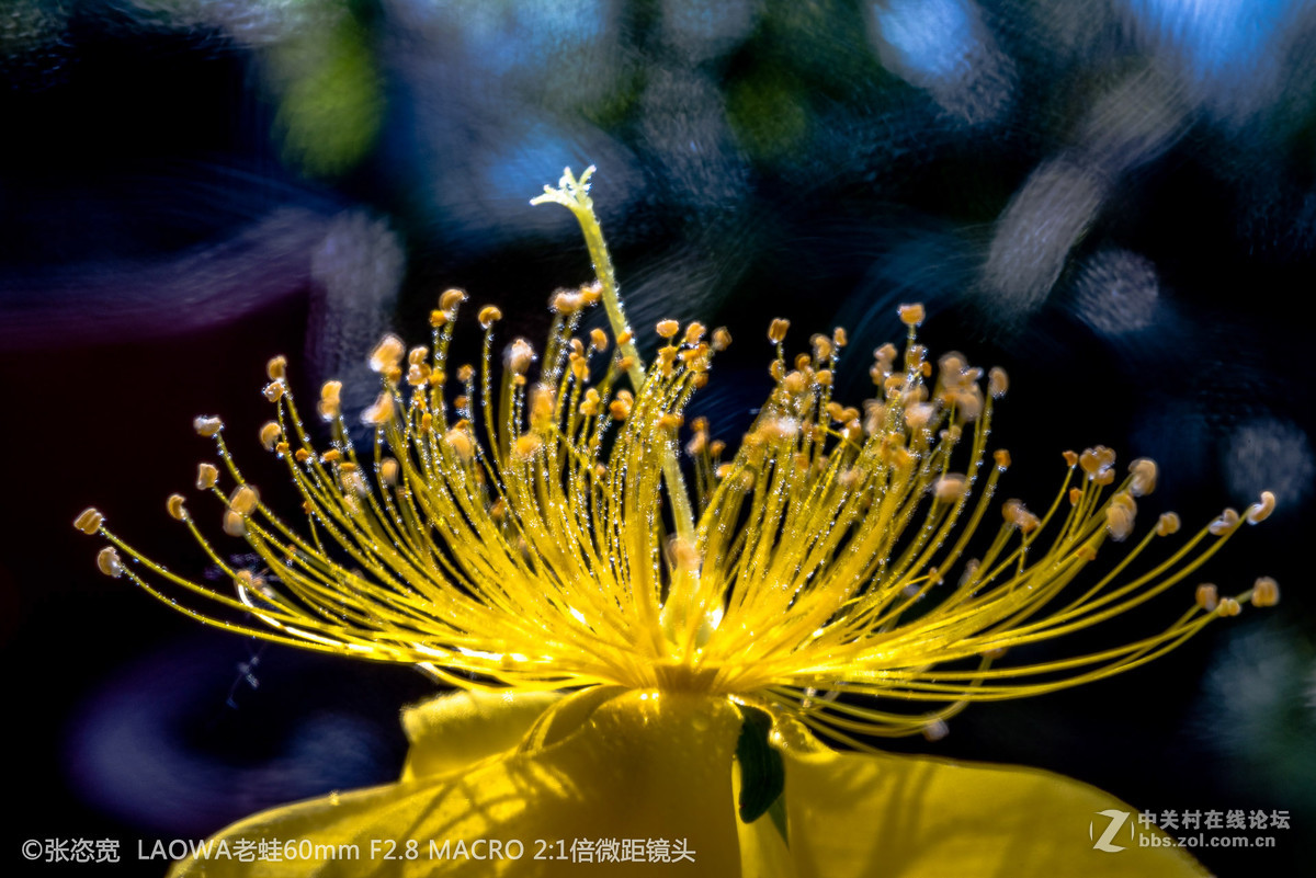 微距镜头下的各类花朵