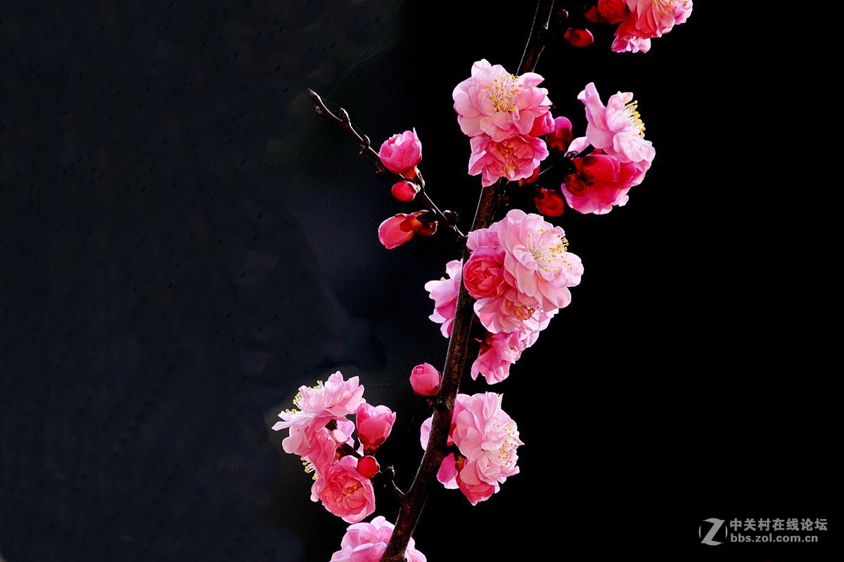 一组《红梅花开》拜访拉萨星空(中国)