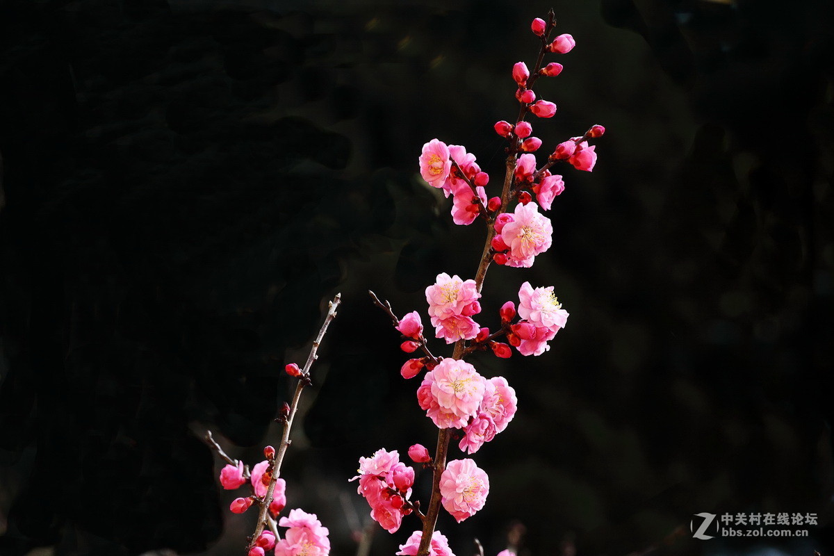 一组《红梅花开》拜访拉萨星空(中国)