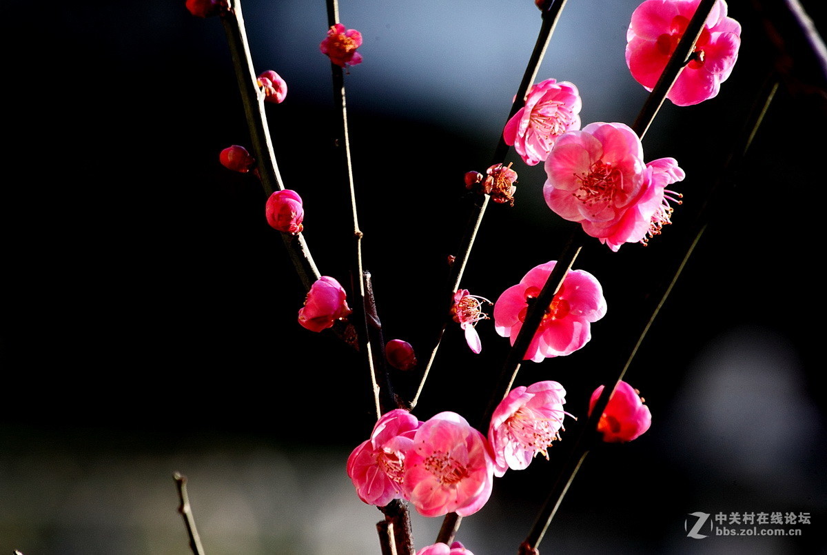 一组《红梅花开》拜访拉萨星空(中国)