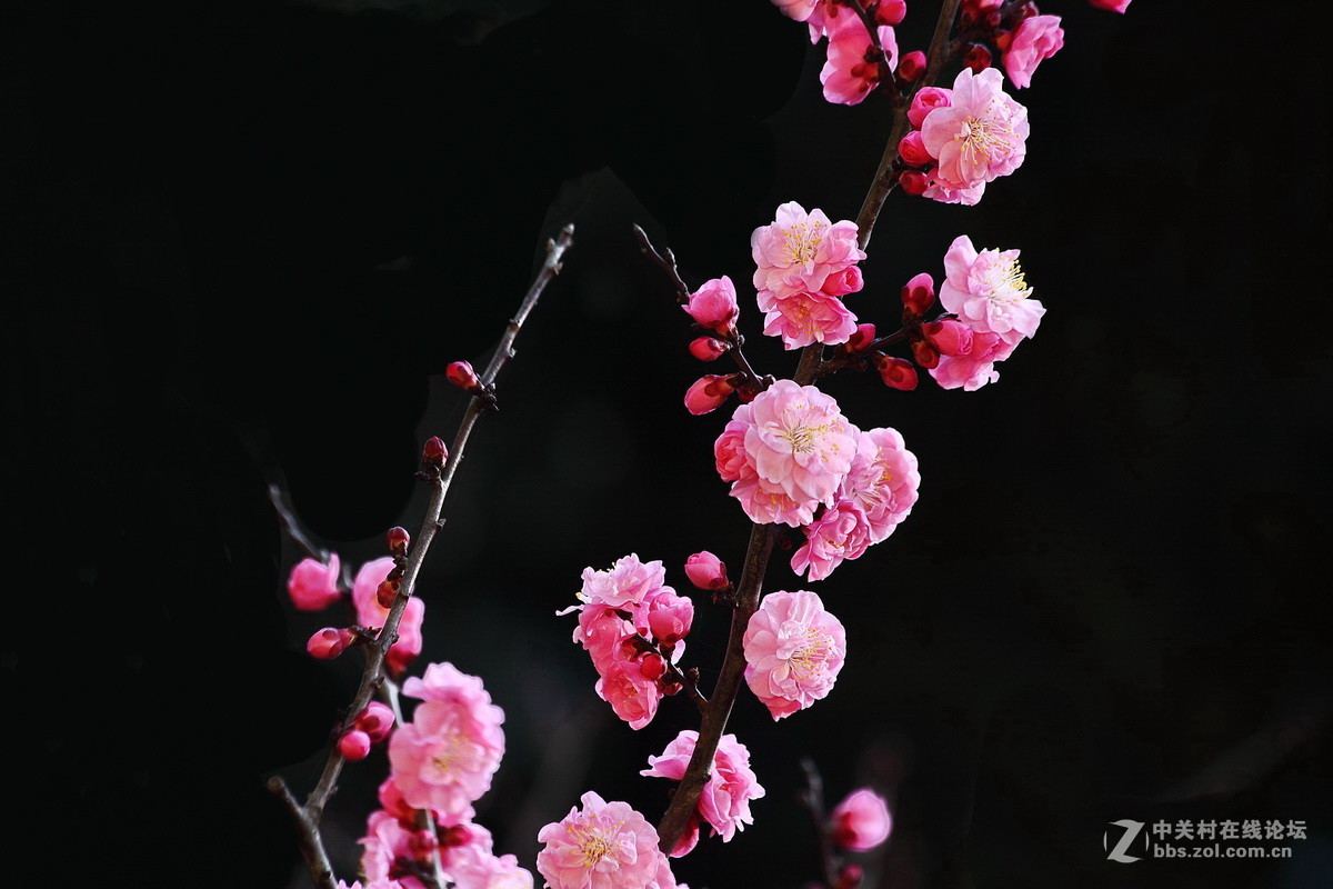 一组《红梅花开》拜访拉萨星空(中国)