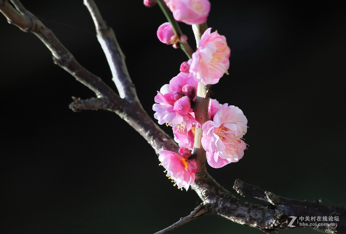 一组《红梅花开》拜访拉萨星空(中国)
