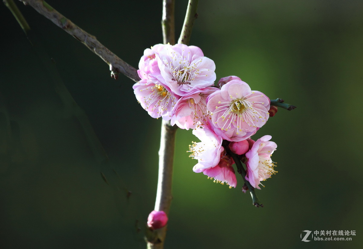 一组《红梅花开》拜访拉萨星空(中国)