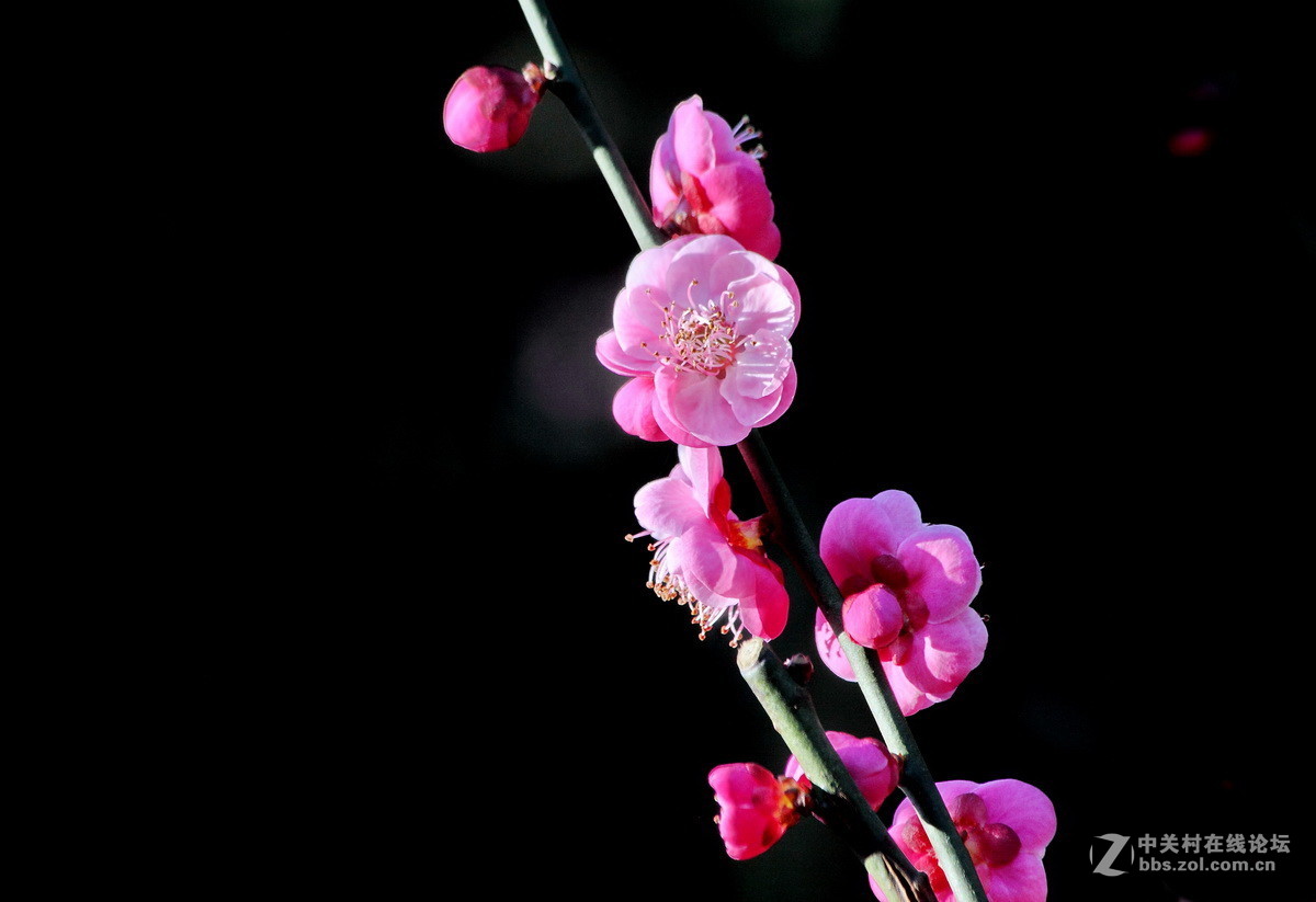 一组《红梅花开》拜访拉萨星空(中国)