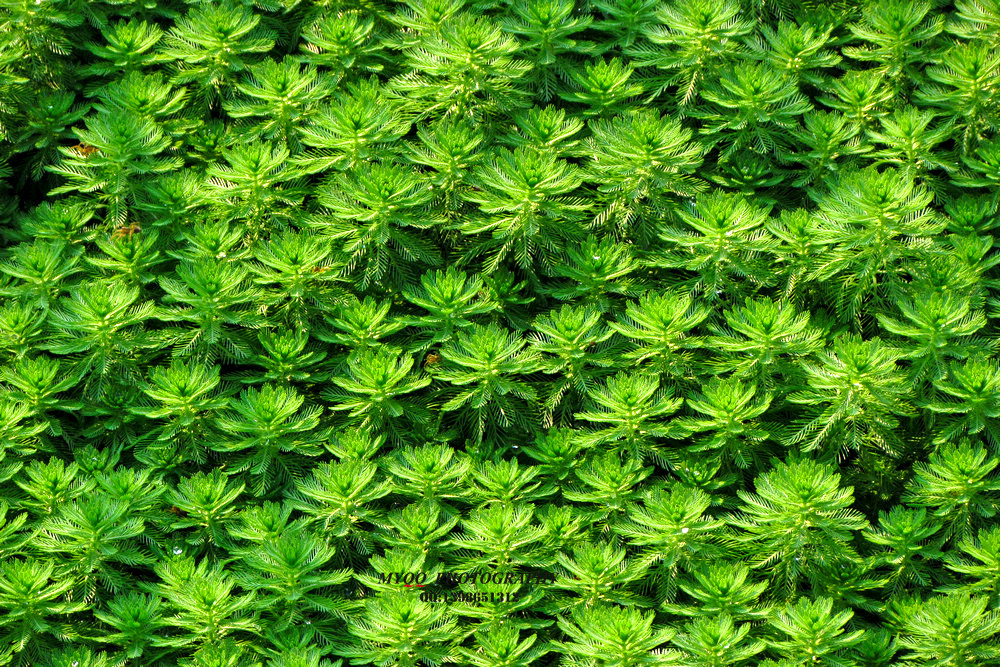 闲花野草