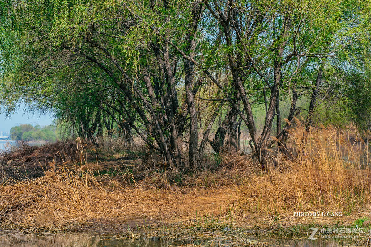 《灞河湿地的树林》