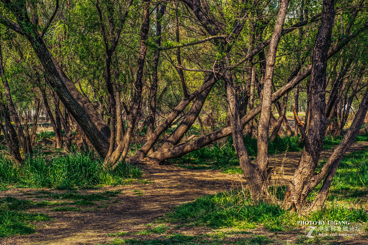 《灞河湿地的树林》