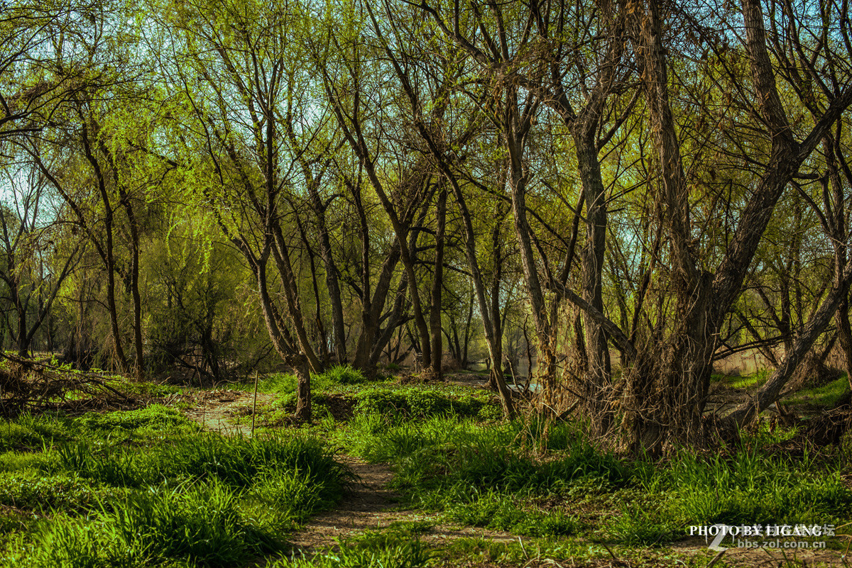 《灞河湿地的树林》