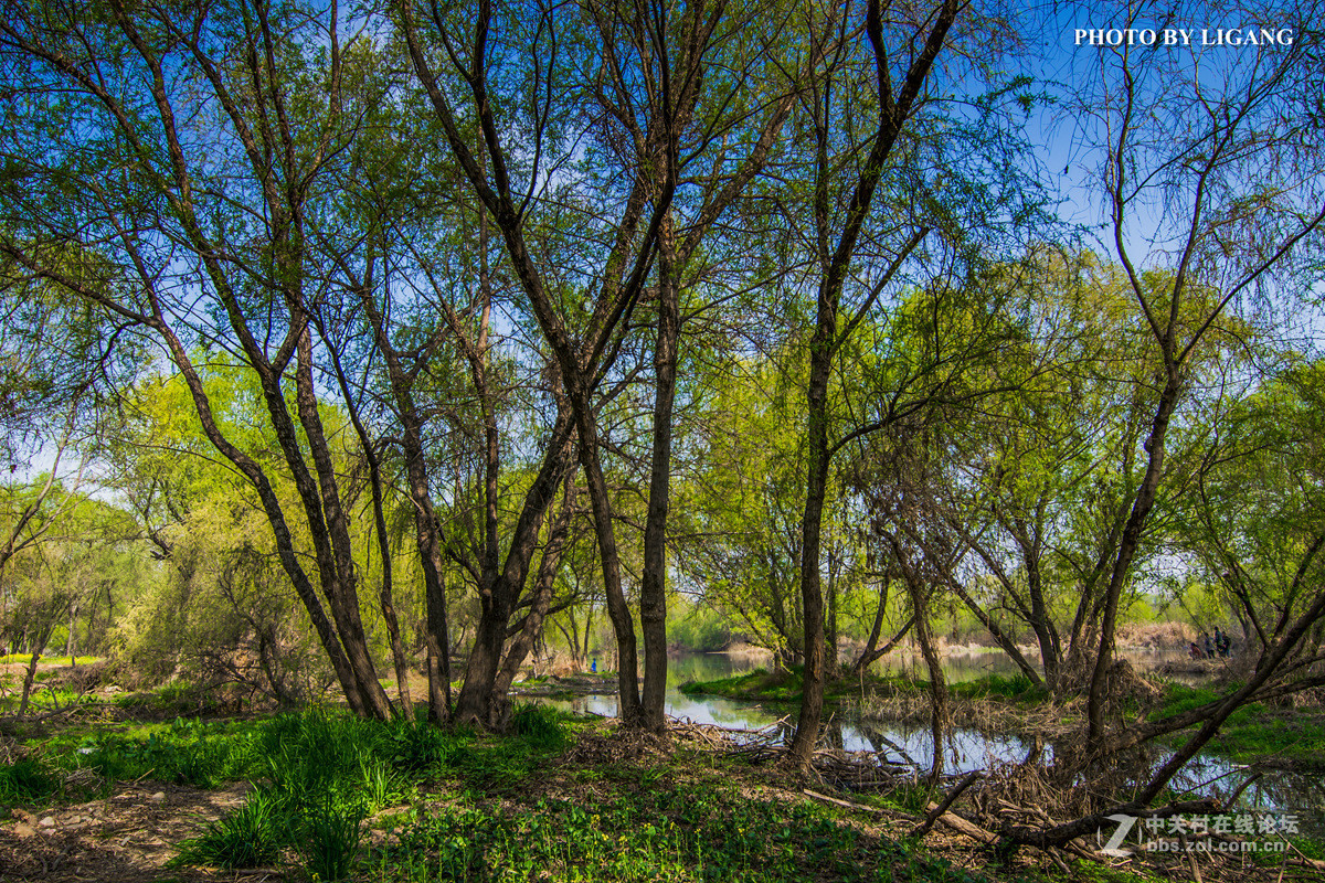 《灞河湿地的树林》